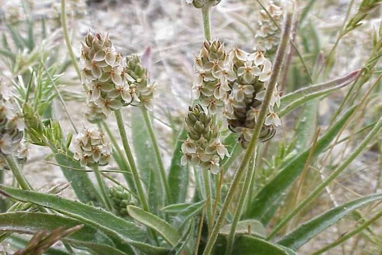 plantago-ovata-para-o-intestino.jpeg