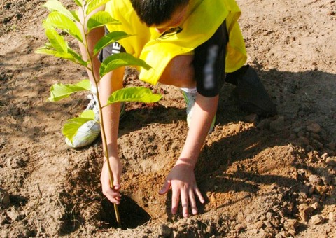 No Dia da Árvore 300 mudas serão plantadas em área degradada