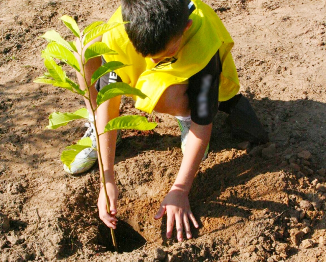 No Dia da Árvore 300 mudas serão plantadas em área degradada