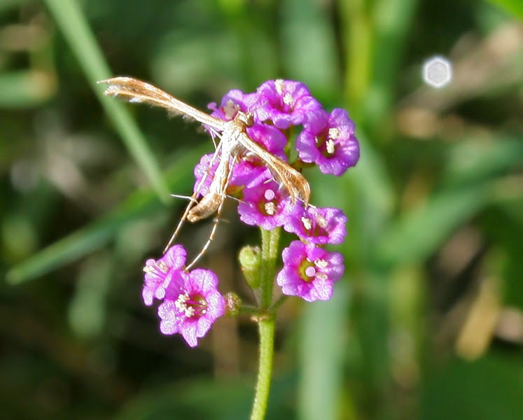 plume_moth_on_boerhavia_diffusa_w_img_1002.jpg