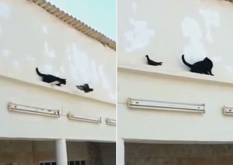 Pombo esperto ridiculariza gatinho e vira hit na web