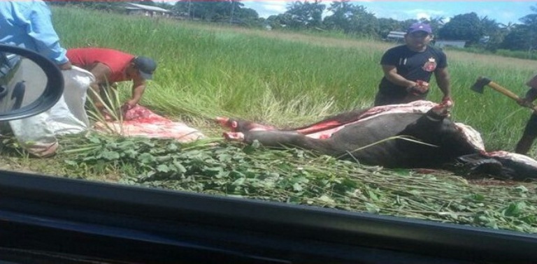 Populares são flagrados esquartejando boi em via pública de Lábrea