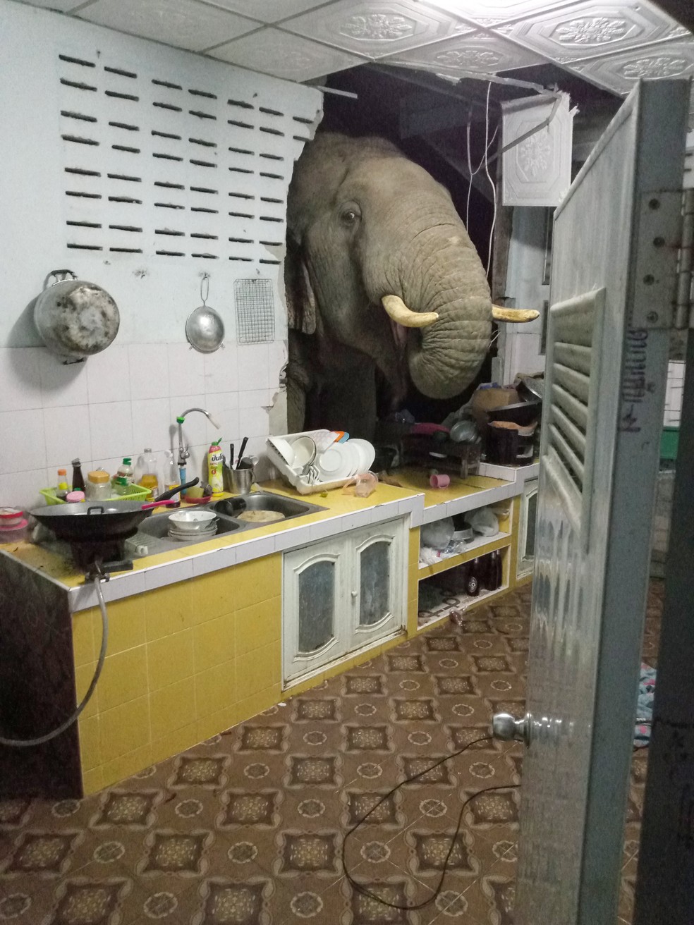 Elefante em busca de alimento acaba quebrando parede de tailandesa 