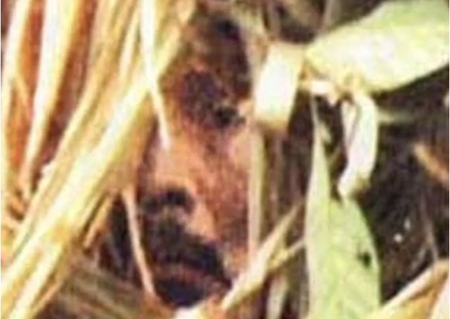 MPF aciona Justiça para obrigar Funai a enterrar corpo de 'índio do buraco'