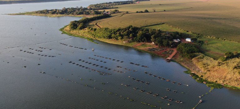 Governo desmente proibição do cultivo de tilápia no Brasil