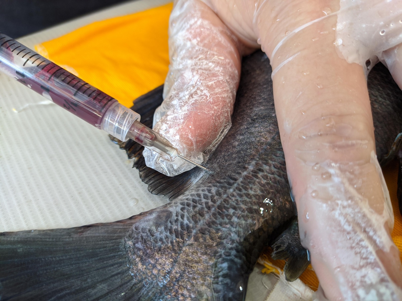 Pesquisa aponta alternativa para controle de parasitas em tambaquis