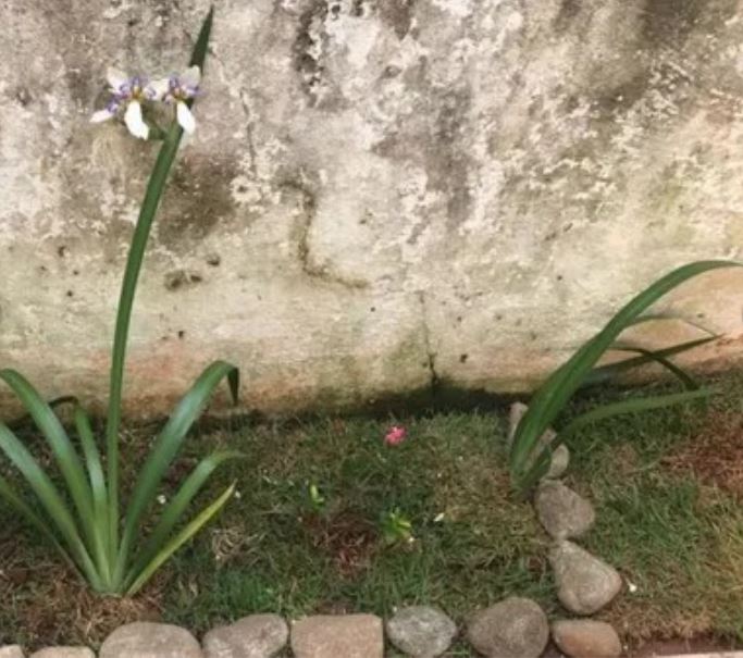 Família aluga casa e encontra proprietária desaparecida enterrada no jardim