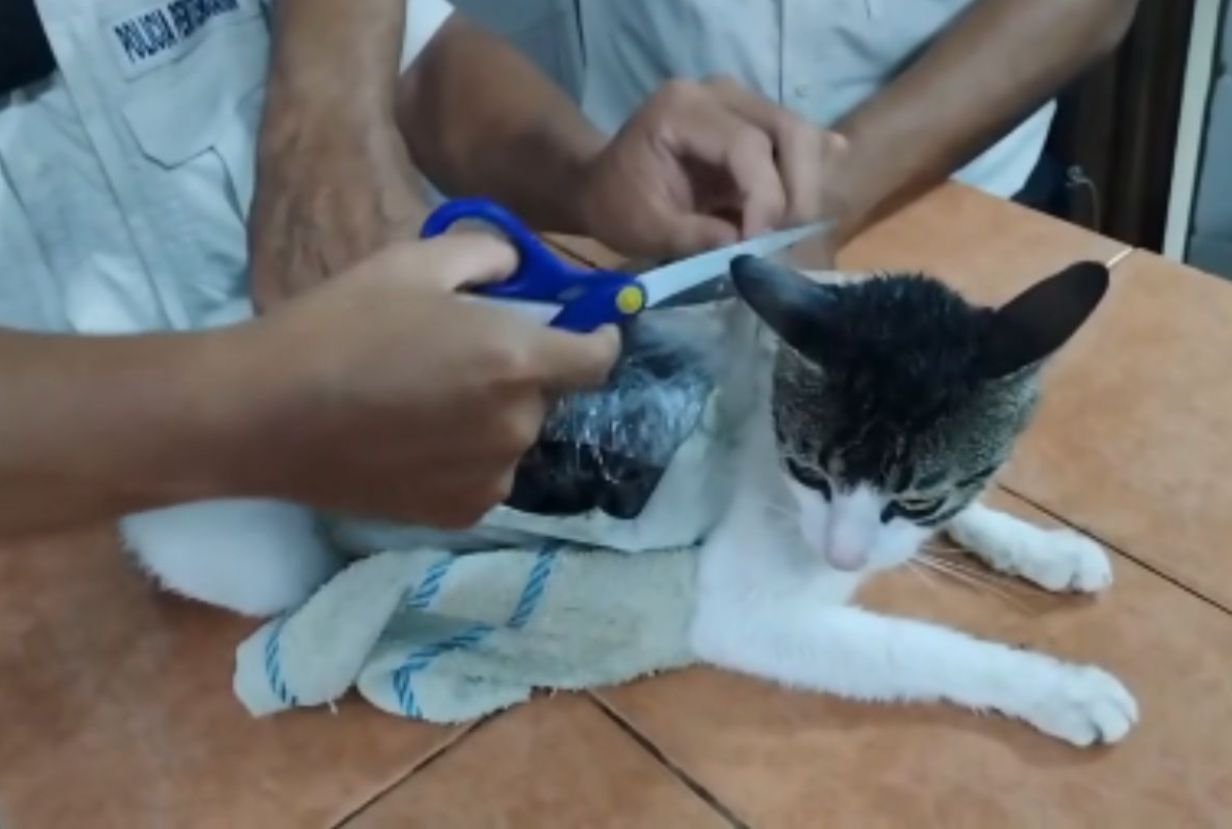 Felino traficante? Gato é pego com drogas em presídio na Costa Rica