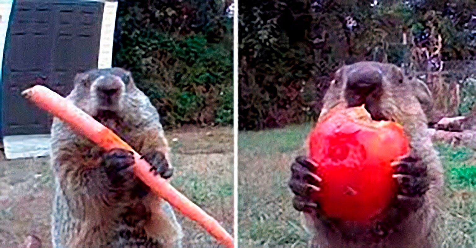 Marmota afrontosa 'rouba' horta e come na frente da câmera de agricultor