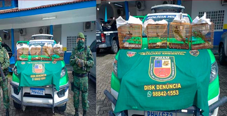 Dupla é presa com pássaros 'curió', avaliados em R$20 mil, em Manaus