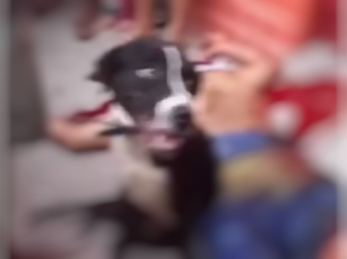 Cachorro fica ao lado do dono baleado em rua de Manaus; vídeo