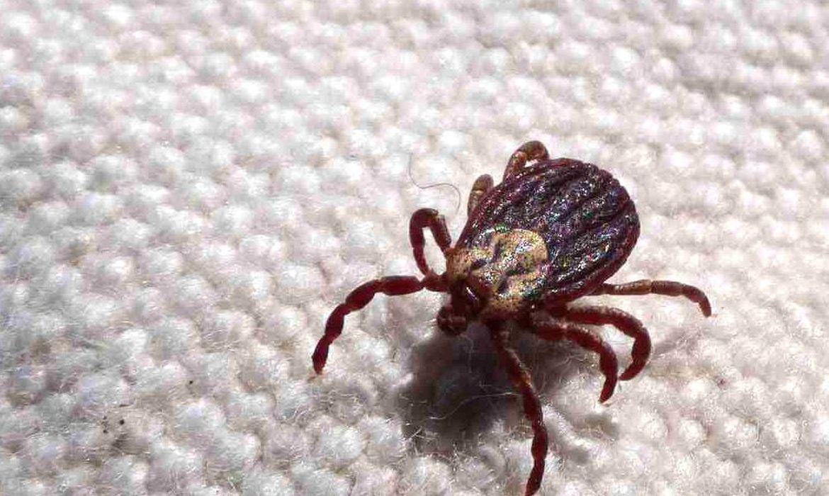 Febre maculosa: Infectologista da SES-AM orienta sobre indícios da doença