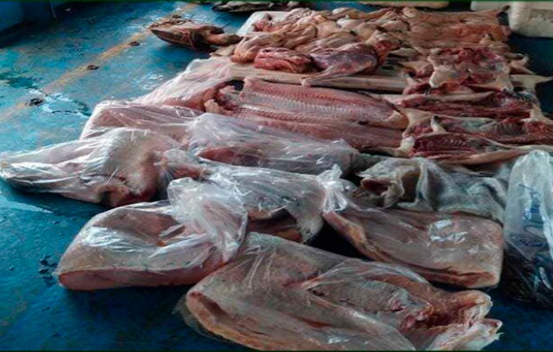 Dupla é presa com mais de 250kg de carne de caça em barco no Amazonas