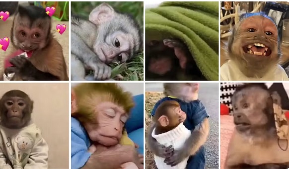 Memes e figurinhas de macacos escondem maus-tratos; entenda