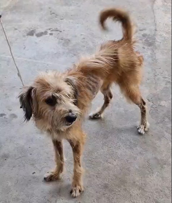 Homem é preso por manter cachorro acorrentado e sem comida no Zumbi