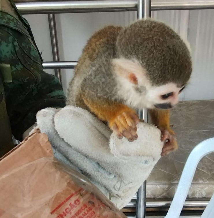 Motorista é preso ao transportar macaco sem autorização legal na AM-010