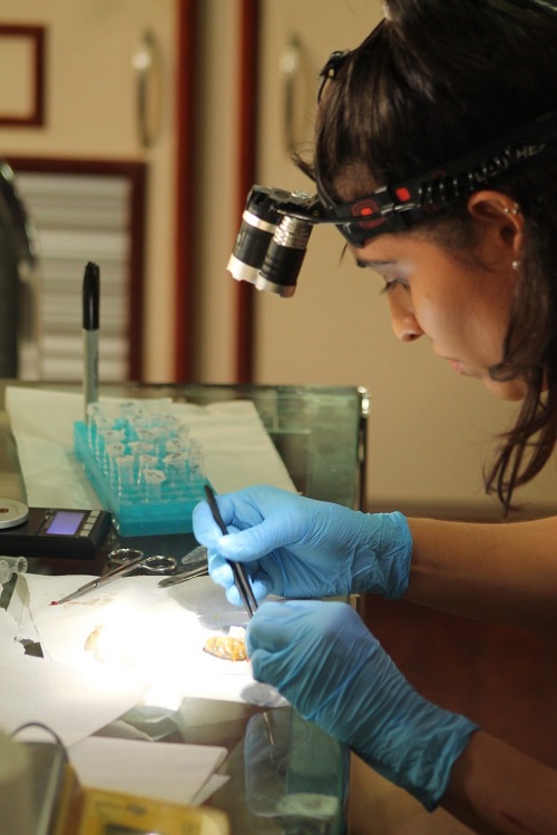 Pesquisa analisa adaptação de organismos aquáticos durante mudanças climáticas