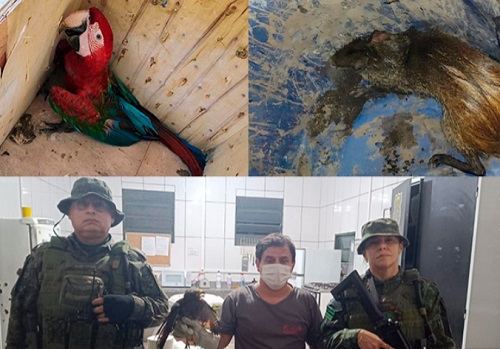 Arara, Cutia e Gavião foram resgatados neste fim de semana em Manaus