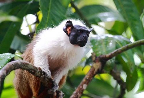 Três sauins-de-coleira são transportados em Avião Solidário no Amazonas