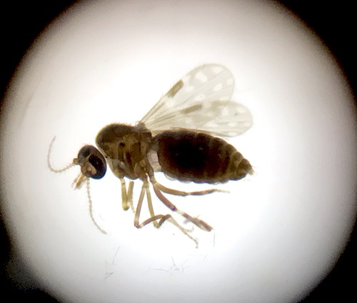 Novo vírus Oropouche está em circulação na Amazônia Brasileira, aponta estudo