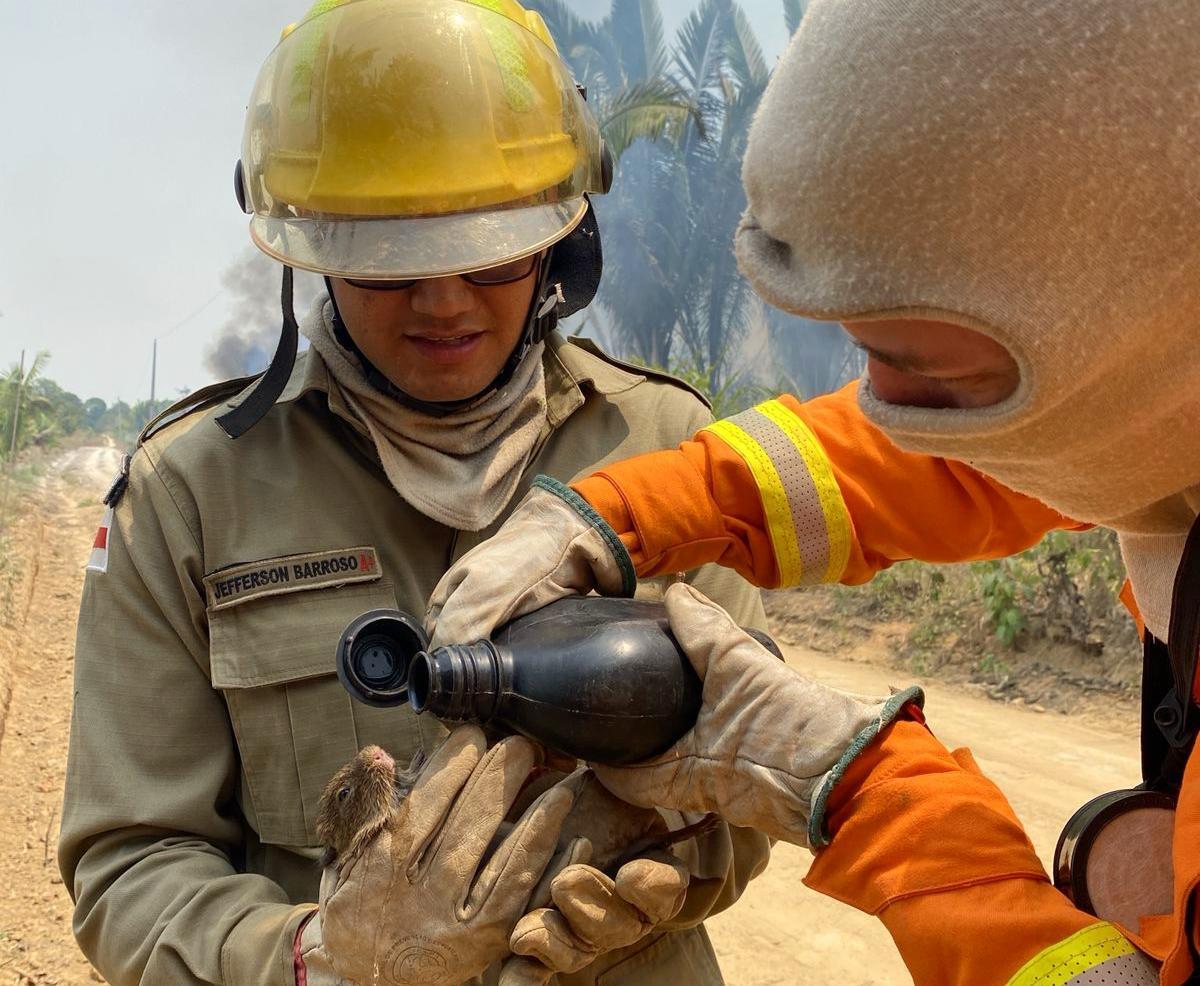 Sobe para 19,3 mil focos de incêndio registrados no Amazonas