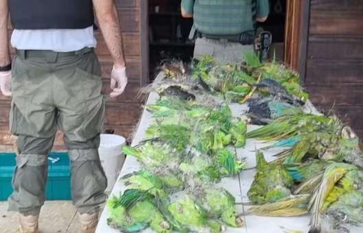 Mais de 60 aves mortas são encontradas durante operação em Itacoatiara