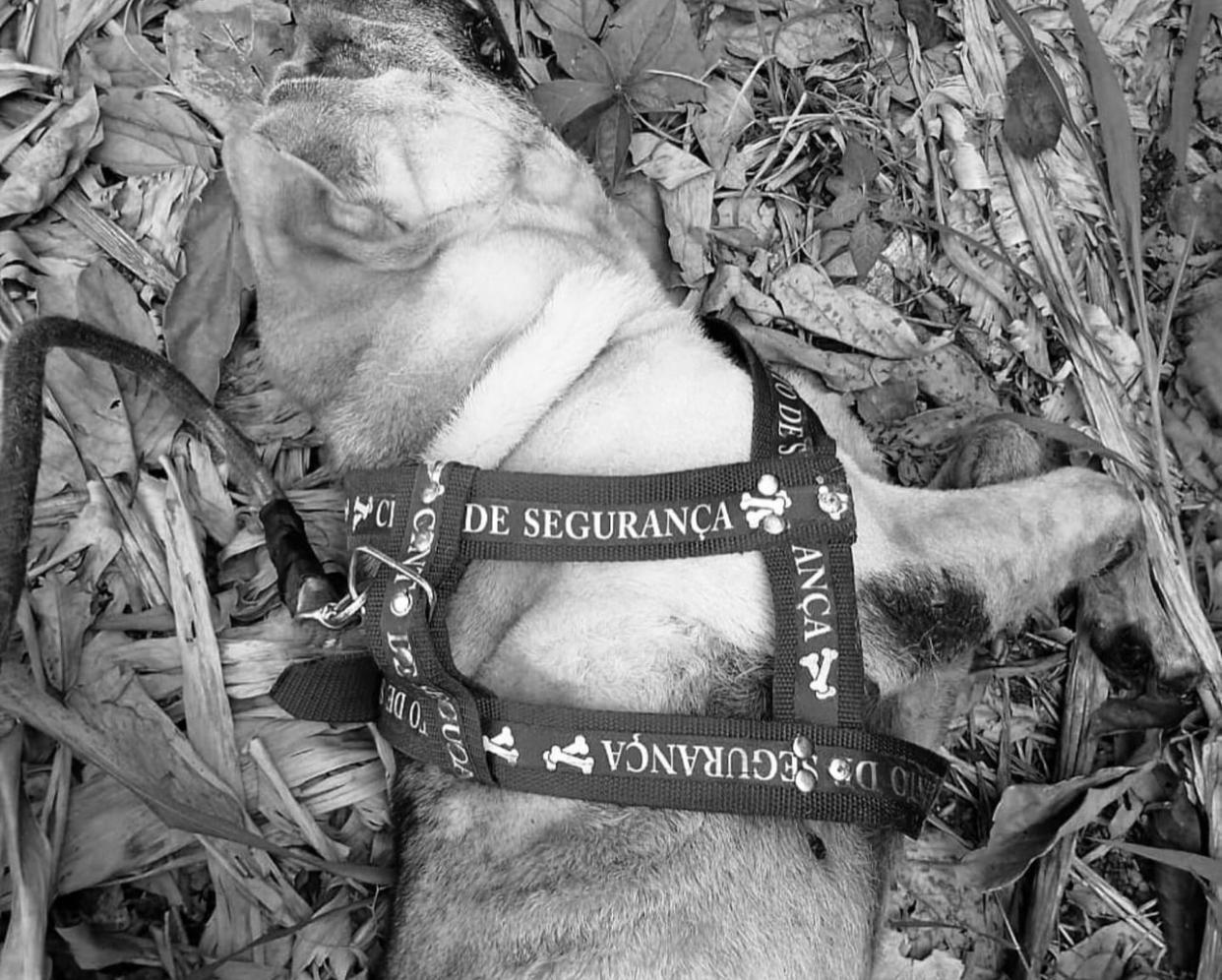 Cachorro morre em transportadora ao sair de Manaus para Campo Grande