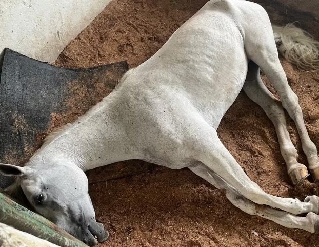 Sobe para 9 número de cavalos mortos no Haras Nilton Lins