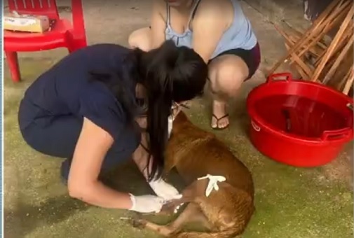 Surto de doença do carrapato mata 80 cachorros em Maraã