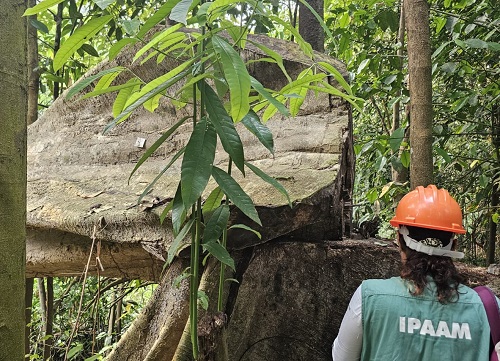 Ipaam anuncia período de defeso florestal no Amazonas