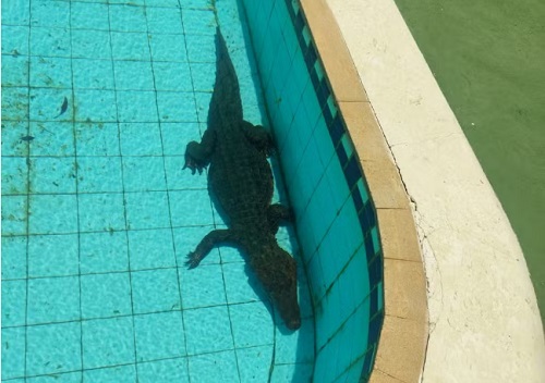 Jacaré causa alvoroço ao ser encontrado dentro de piscina