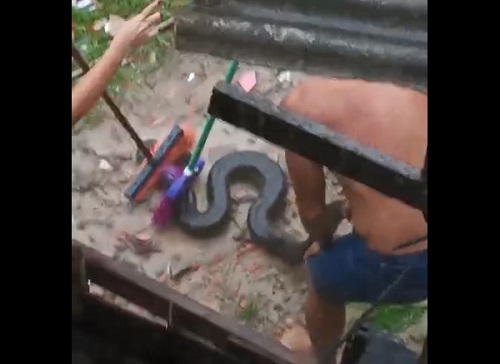 Moradores encontram sucuri no São José durante temporal em Manaus