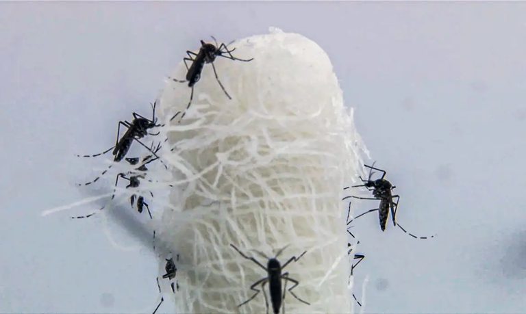 Ministério da Saúde amplia ações de enfrentamento à dengue