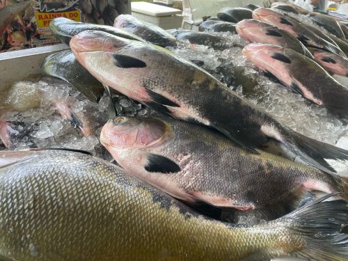 Feirão do Pescado vende mais de 30 toneladas de peixes em 3 dias em Manaus