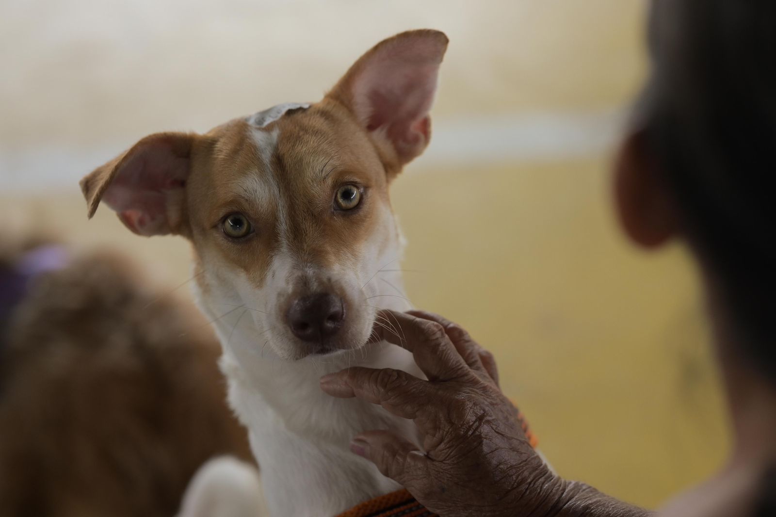 Cerca de 300 cães e gatos são castrados em Barcelos