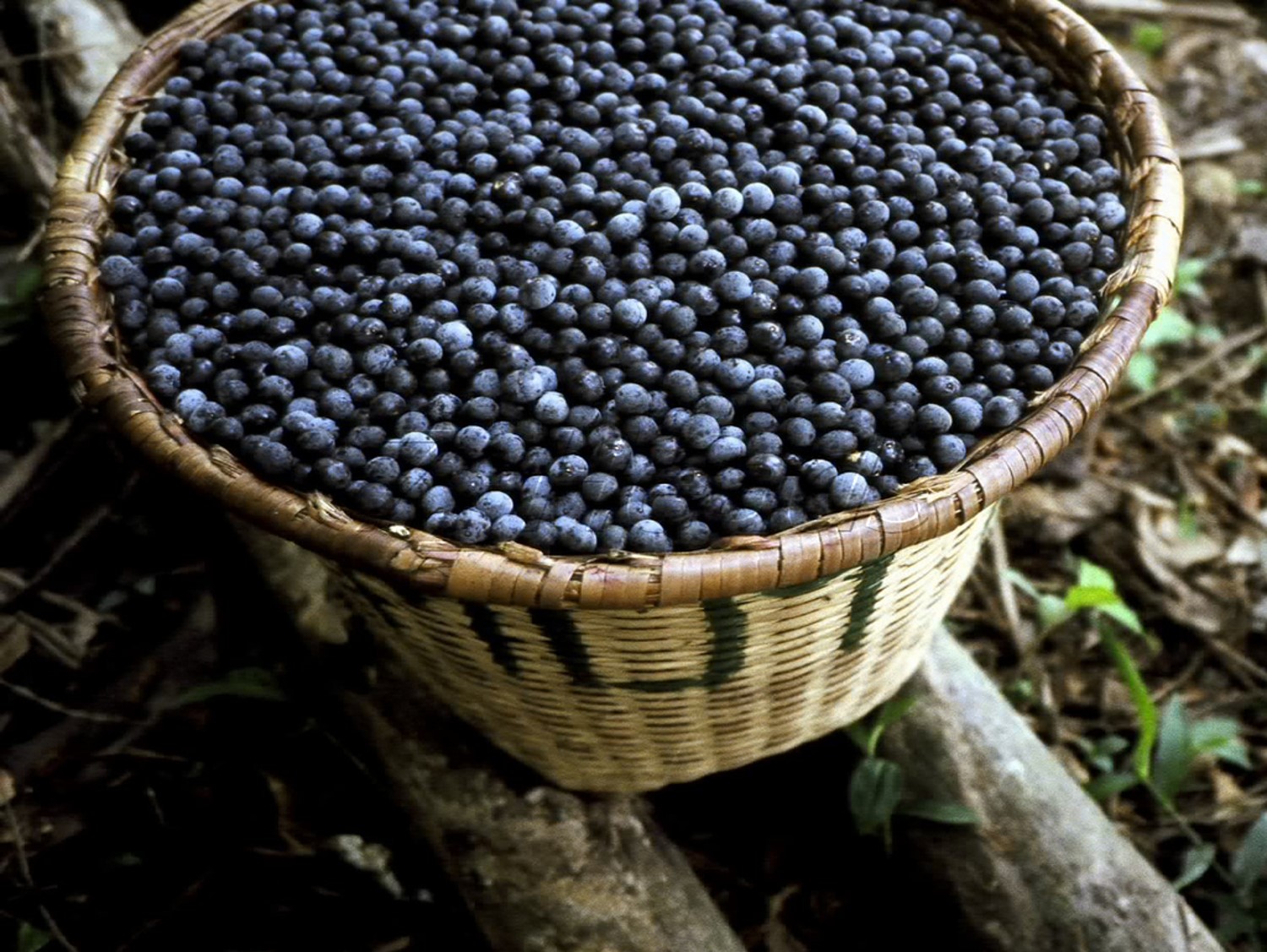 Produção de açaí cresce 150% no Amazonas, aponta Idam