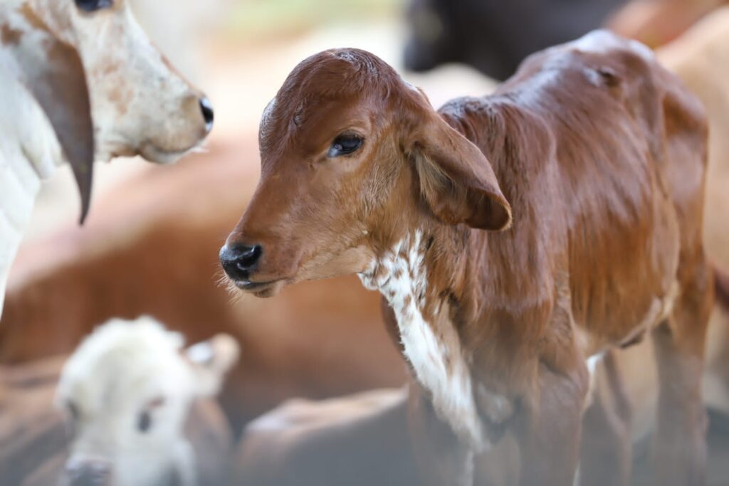 Campanha de vacinação contra a brucelose é prorrogada no Amazonas