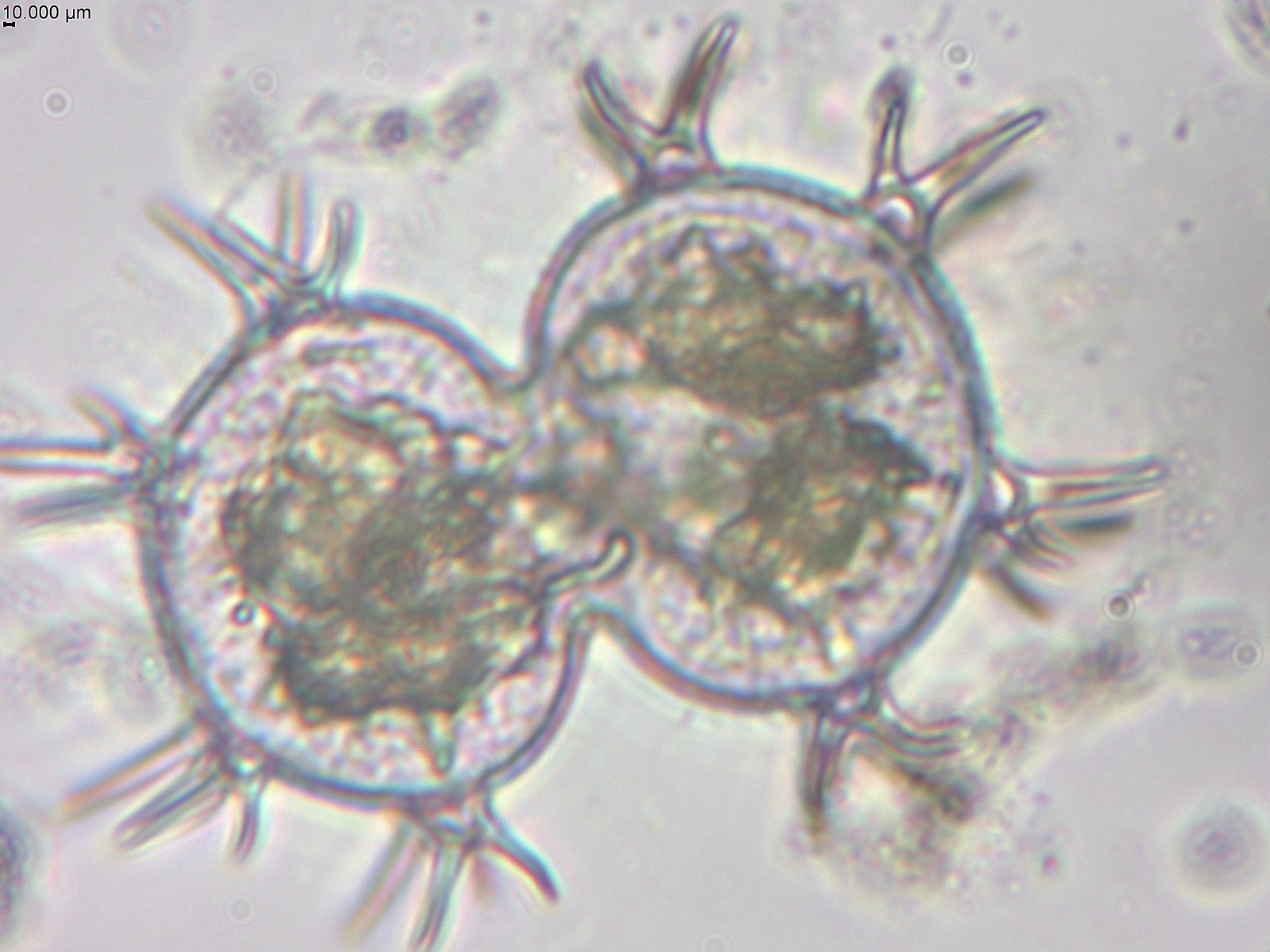 Pesquisa identifica duzentas espécies de microalgas em Parintins