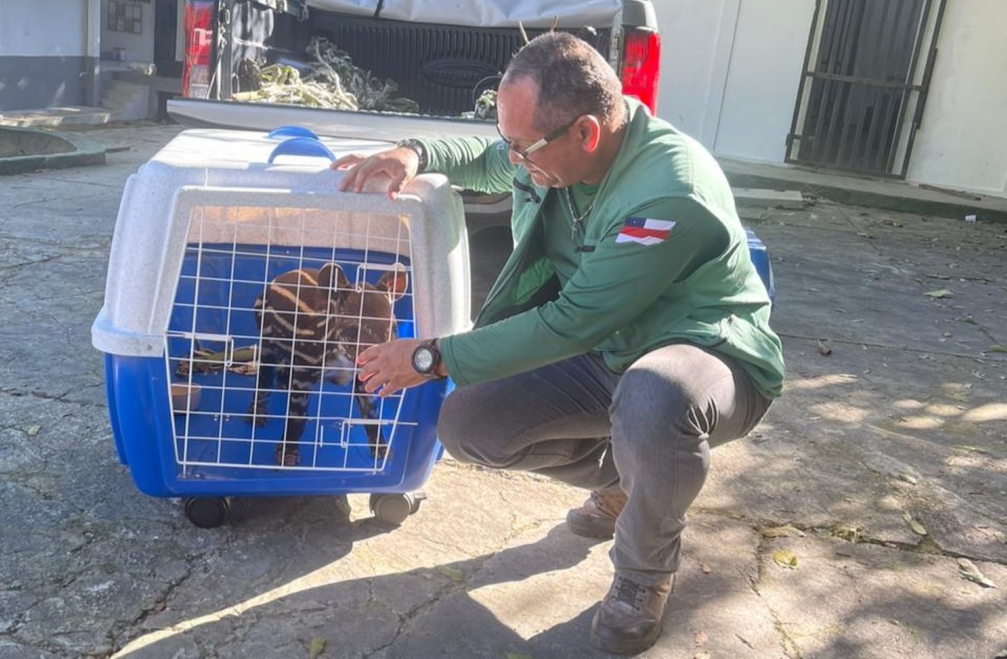 Em risco de extinção, filhote de anta é resgatado no Careiro Castanho