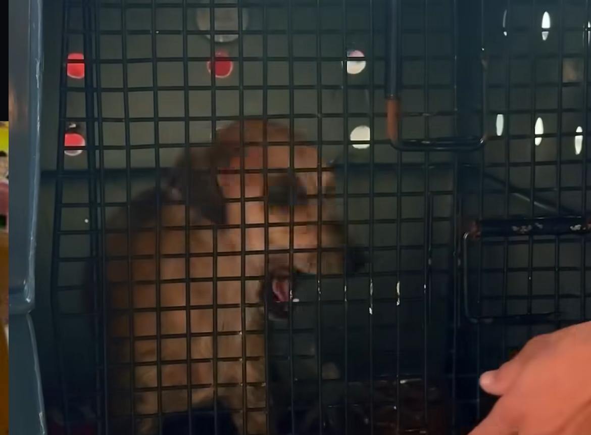 Cadela estuprada em Tefé é resgatada e trazida a Manaus para tratamento