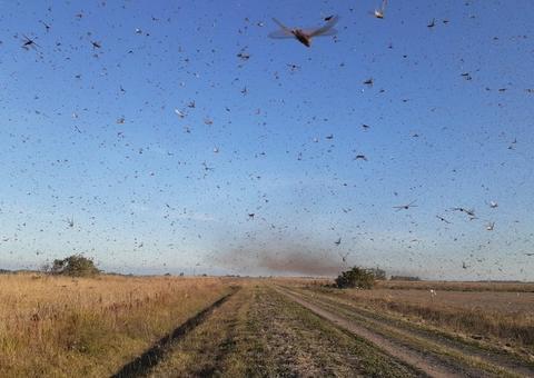 Fenômeno climático pode impedir que nuvem de gafanhotos chegue ao Brasil; confira