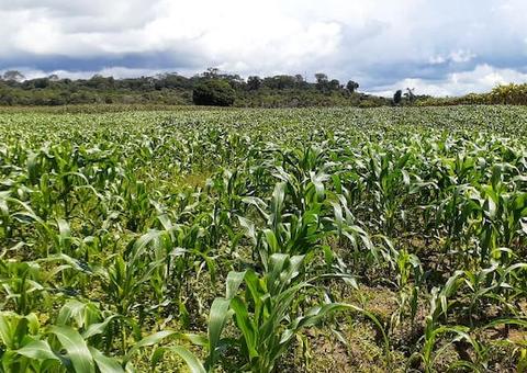 Cresce produção de milho no Amazonas