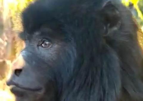 Vídeo flagra macaco bugio dentro de supermercado 