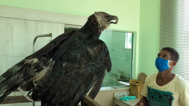 Ferido, gavião gigante é resgatado no Amazonas