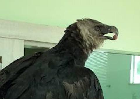Ferido, gavião gigante é resgatado no Amazonas