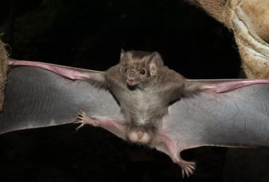 Morcego que se alimenta de sangue é visto pela primeira vez e preocupa moradores