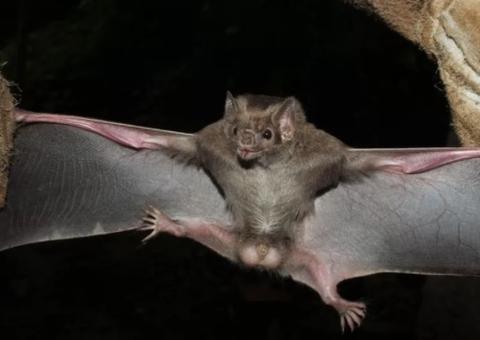 Morcego que se alimenta de sangue é visto pela primeira vez e preocupa moradores