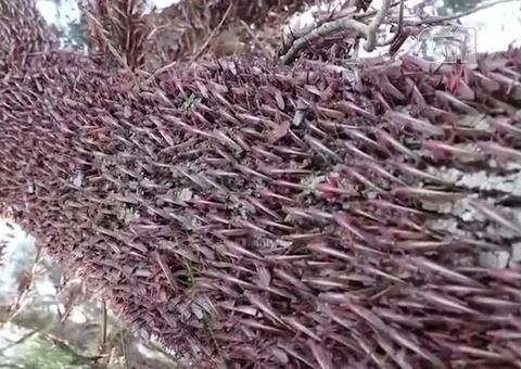 Argentina pede ajuda da população para monitorar nuvem de gafanhotos