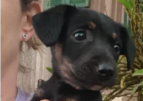 Em caso raro, filhotes de cachorro nascem sem as patas e intriga moradores