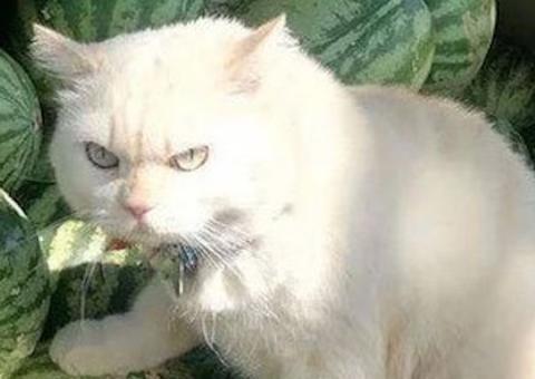 Gato 'furioso' tem atitude inusitada e faz sucesso na web